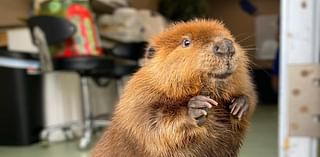 Why Massachusetts loves Nibi the beaver and is fighting to keep her out of the wild