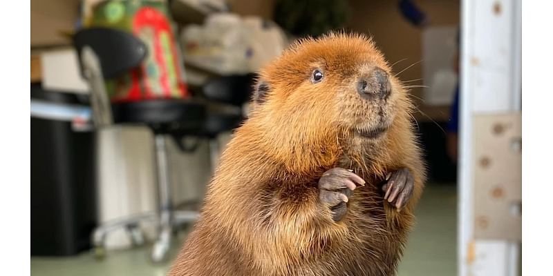 Why Massachusetts loves Nibi the beaver and is fighting to keep her out of the wild