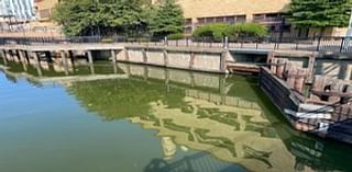 For the first time in four years, the Charles River experiences a cyanobacteria bloom