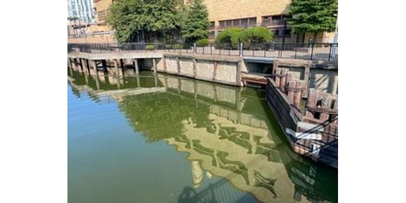 For the first time in four years, the Charles River experiences a cyanobacteria bloom