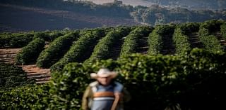 Analysis-Rains may have come too late for Brazil’s coffee