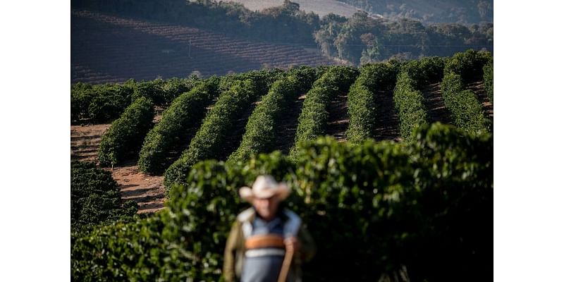 Analysis-Rains may have come too late for Brazil’s coffee