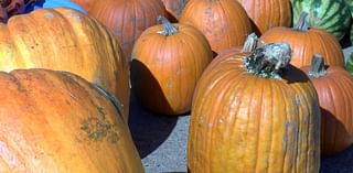 Local annual pumpkin drop raises funds for Freedom Honor Flight