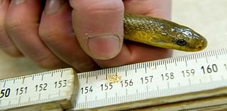 Invasive two-metre-long snake breeding inside walls, attics across UK, scientists warn