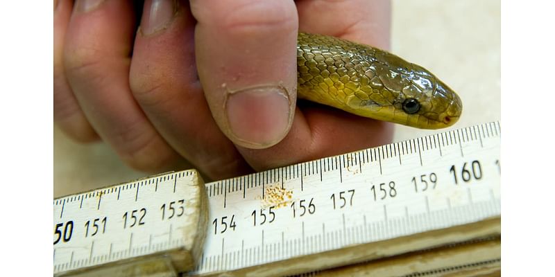 Invasive two-metre-long snake breeding inside walls, attics across UK, scientists warn