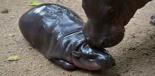 How to Watch Moo Deng, the Sassy, Viral Pygmy Hippo, on a 24/7 Livestream