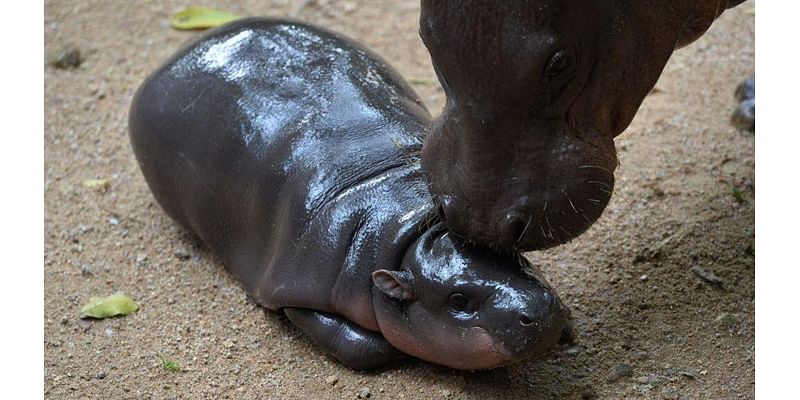 How to Watch Moo Deng, the Sassy, Viral Pygmy Hippo, on a 24/7 Livestream