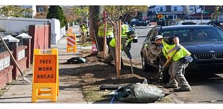 Parks Department Aims To Plant 18,000 Street Trees Annually