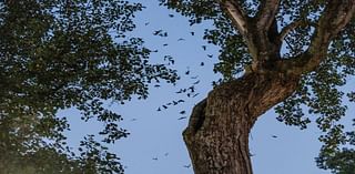 ‘Swifties’ gather around iconic tree on UNC Chapel Hill campus for rare sunset sight