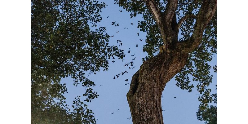 ‘Swifties’ gather around iconic tree on UNC Chapel Hill campus for rare sunset sight