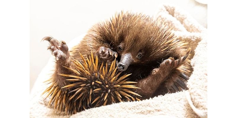 Tiger Shark Regurgitates An Echidna In A World-First Event