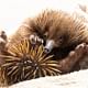 Tiger Shark Regurgitates An Echidna In A World-First Event