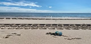 Bright blue creatures with a painful sting are washing up on these MS Coast beaches