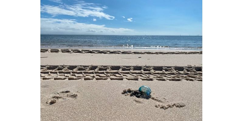 Bright blue creatures with a painful sting are washing up on these MS Coast beaches