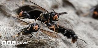 Kent: Gardeners asked to report sightings of Asian hornet nests