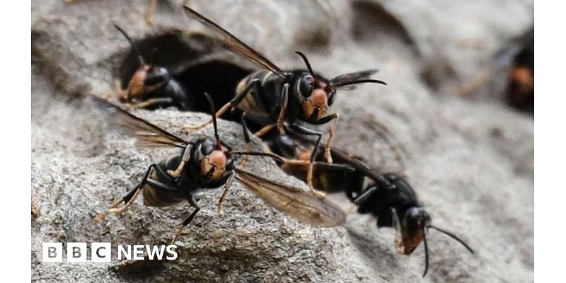 Kent: Gardeners asked to report sightings of Asian hornet nests