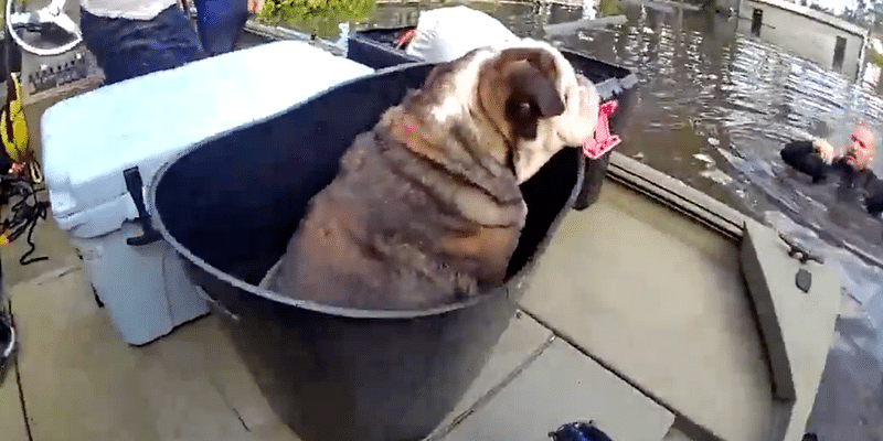 Watch: Officers use bucket to rescue bulldog trapped in flooded home after Hurricane Milton