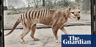 How a ‘putrid’ find in a museum cupboard could be the key to bringing the Tasmanian tiger back to life