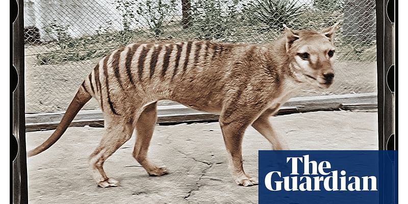 How a ‘putrid’ find in a museum cupboard could be the key to bringing the Tasmanian tiger back to life