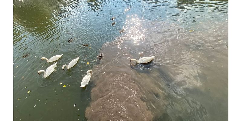 Shame of the water companies as swans are seen being forced to feed and bathe in raw sewage leaking into the River Avon