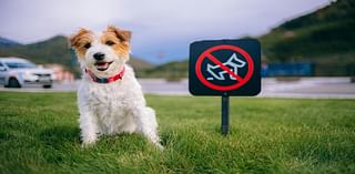 Dog-free zones needed to make outdoors less racist, Welsh Government told