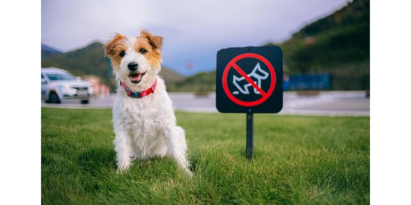 Dog-free zones needed to make outdoors less racist, Welsh Government told