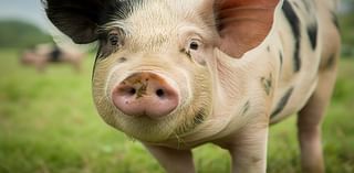 Pig-on-the-loose in Radford, animal shelter asking for public’s help