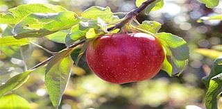 Apple a day and 4 other great fall food choices that are healthy, delicious and fun