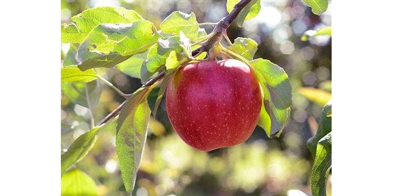 Apple a day and 4 other great fall food choices that are healthy, delicious and fun