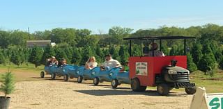 Four San Antonio-area farms where you can cut down your own Christmas tree