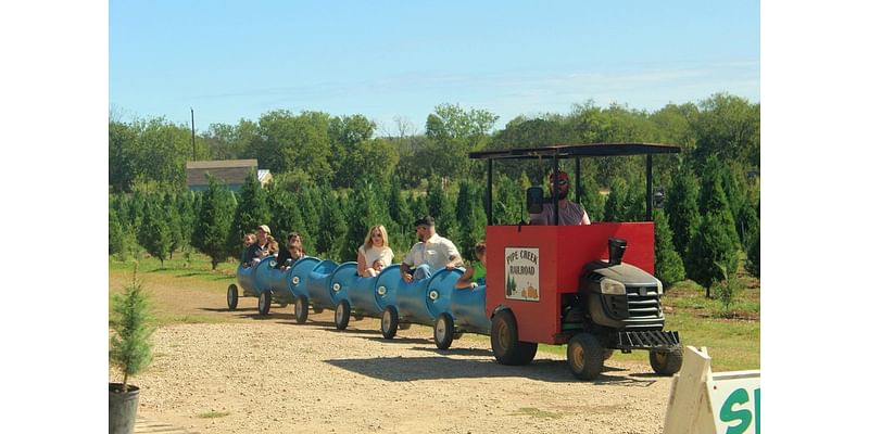 Four San Antonio-area farms where you can cut down your own Christmas tree