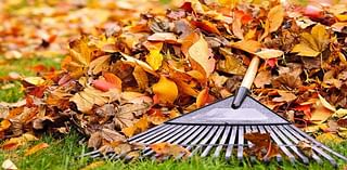 Citywide leaf pickup coming to Elmira in November