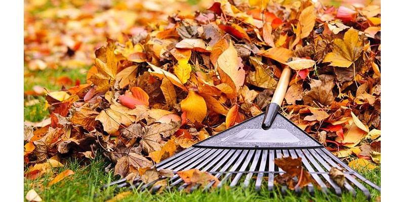 Citywide leaf pickup coming to Elmira in November