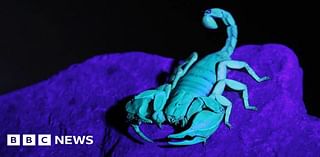 Kent: Dockyard searching for chief scorpion wrangler