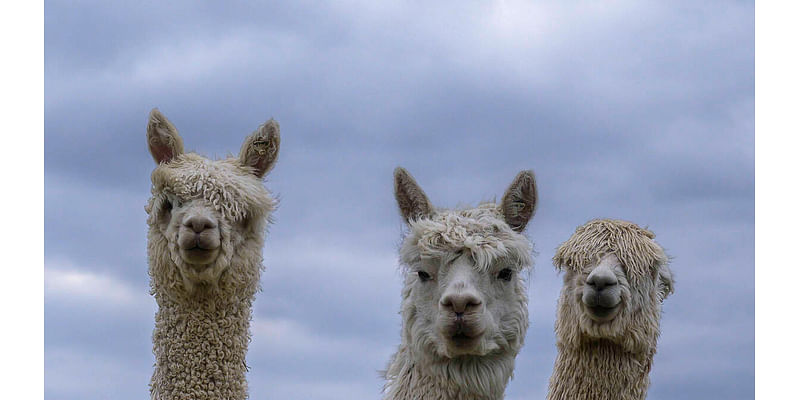 Group Of llamas Stroll Across Utah Train Tracks After Escaping Owner