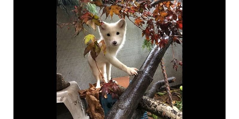 Arctic creature found roaming Oregon won’t be going back north. What’s her next step?