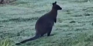 You've got to be joey-king! Wallaby seen wandering through garden in England weeks after marsupial was spotted roaming in the wild