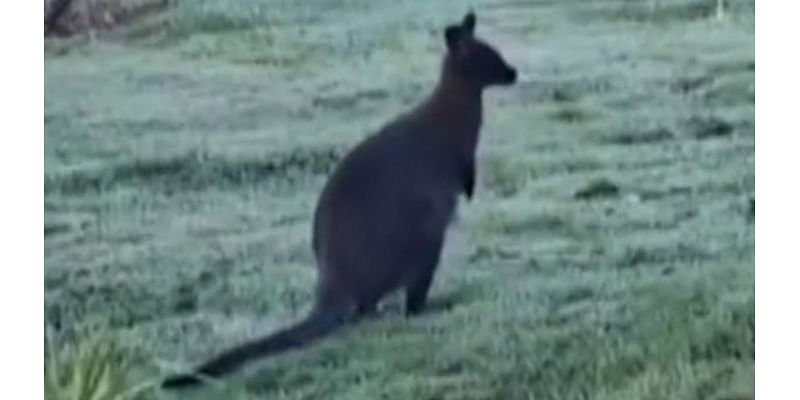 You've got to be joey-king! Wallaby seen wandering through garden in England weeks after marsupial was spotted roaming in the wild