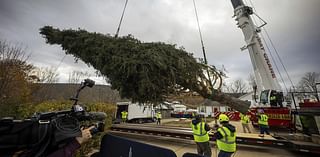 A green giant: This year’s 74-foot Rockefeller Christmas tree is en route from Massachusetts