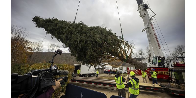 A green giant: This year’s 74-foot Rockefeller Christmas tree is en route from Massachusetts