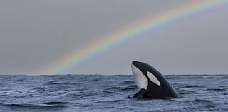 Killer whales, giant turtles and real-life Moby Dicks: The rare sightings in Irish waters after major two-year survey