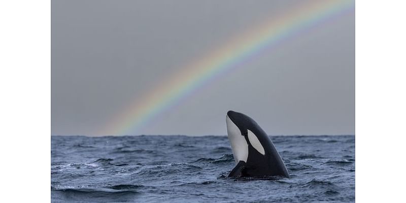 Killer whales, giant turtles and real-life Moby Dicks: The rare sightings in Irish waters after major two-year survey