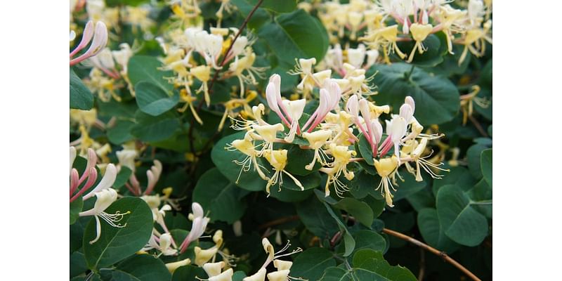 Community collects and destroys invasive plants in battle to save local lands from harmful species: 'What we're trying to do here is to establish the prairie'