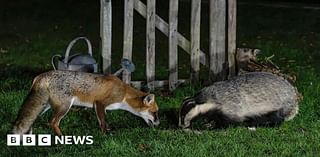 Matlock fox and badger snapped nose to nose in back garden