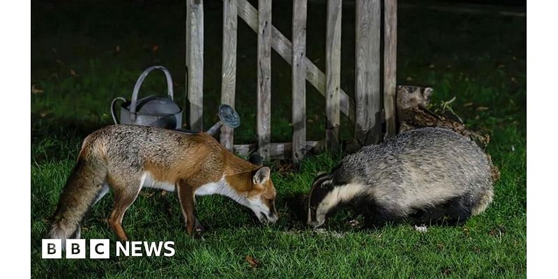 Matlock fox and badger snapped nose to nose in back garden