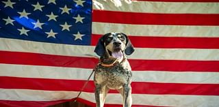 Meet Boone the Bluetick Coonhound elected Mayor of Rabbit Hash