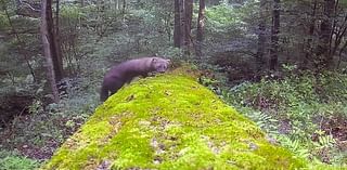 Incredible photo shows elusive wild beast posing for trail cam in Pennsylvania centuries after it was eliminated: 'Needle in a haystack'