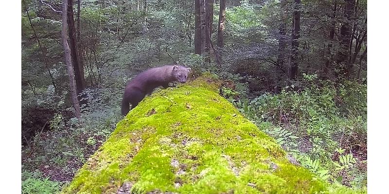 Incredible photo shows elusive wild beast posing for trail cam in Pennsylvania centuries after it was eliminated: 'Needle in a haystack'