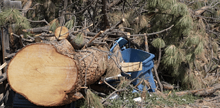 City of Missoula tagging damaged trees from July storm