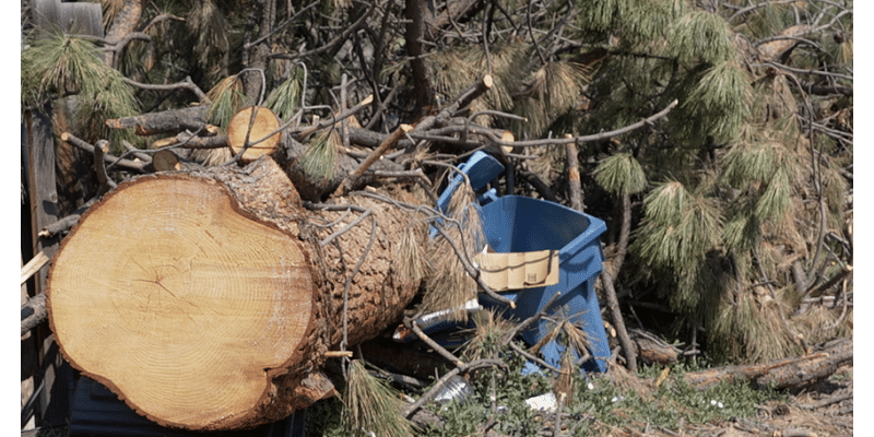 City of Missoula tagging damaged trees from July storm